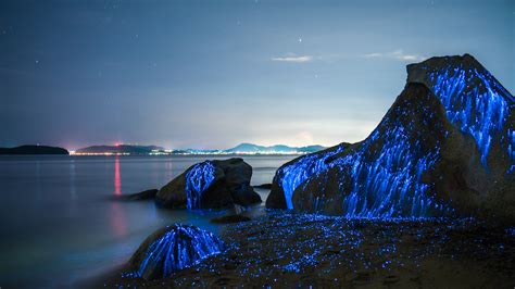 bioluminescent forest night