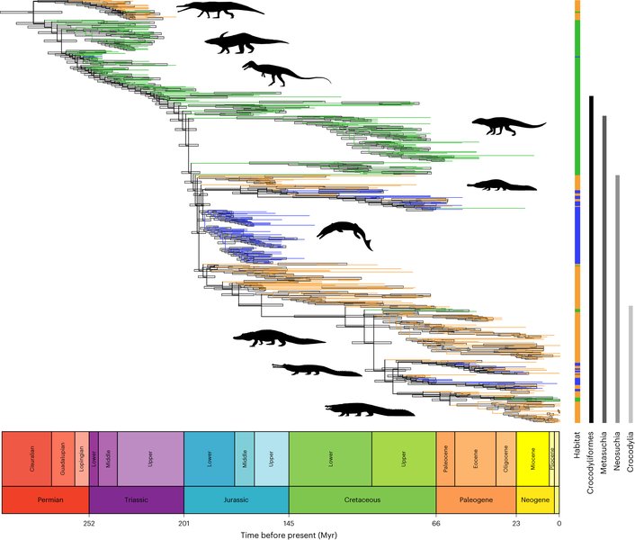 Phylogenetic tree showing diversification rates