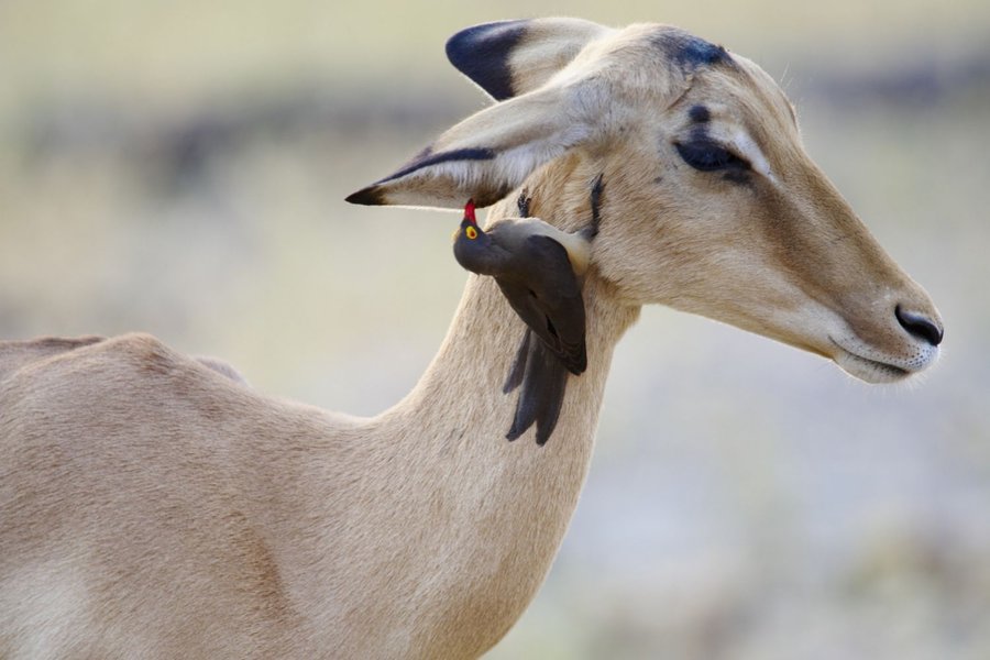Oxpeckers and Impala - Mutualistic Relationship