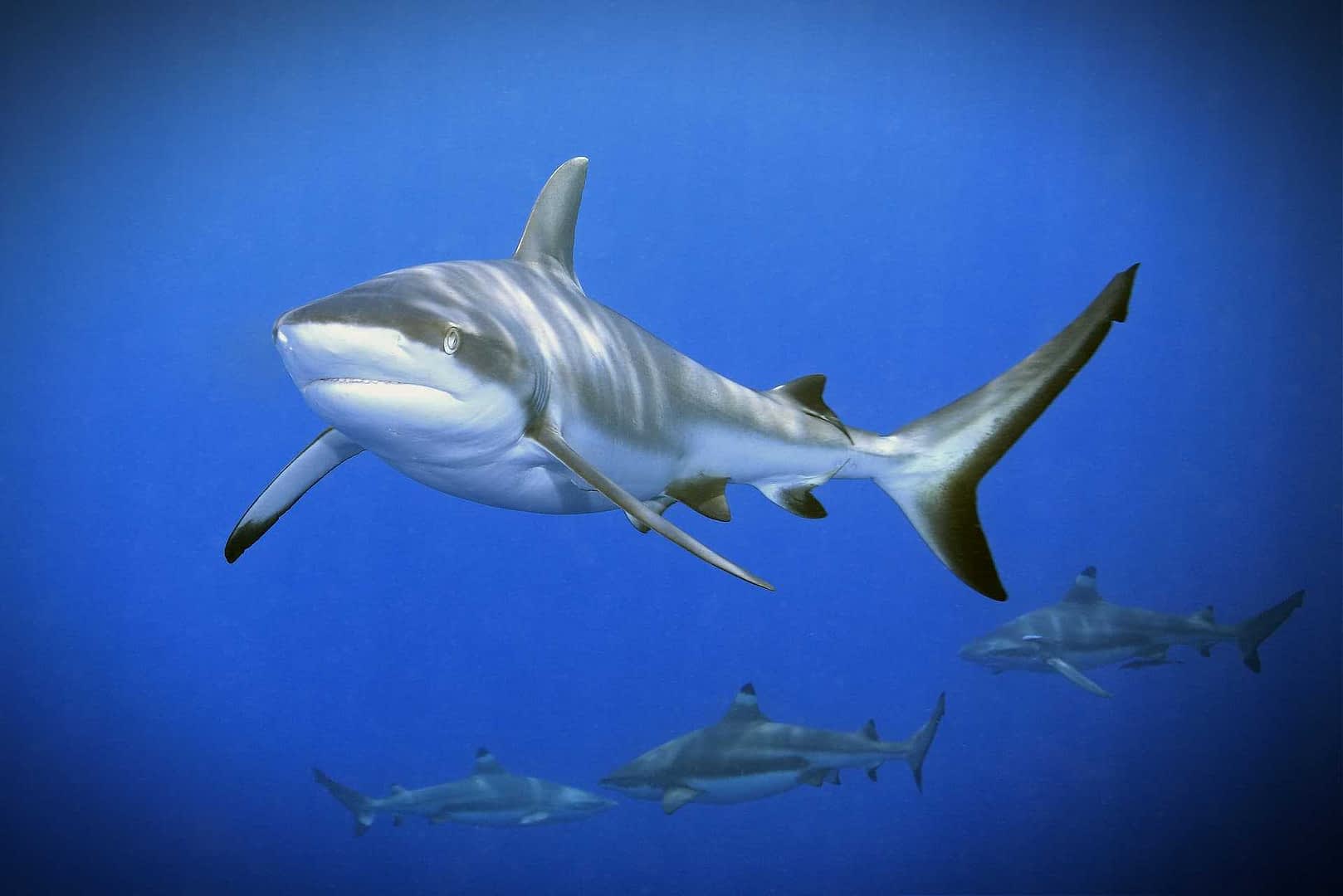 shark oil extraction and olive groves