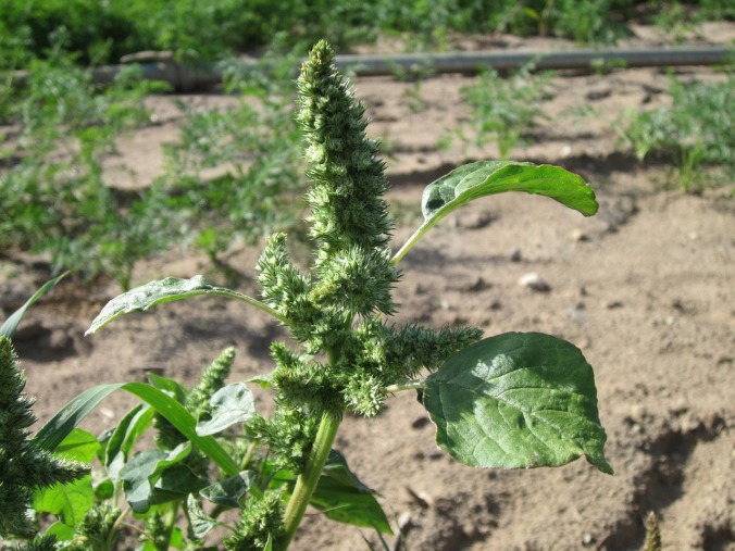 plants fields with olive trees and amaranth crops