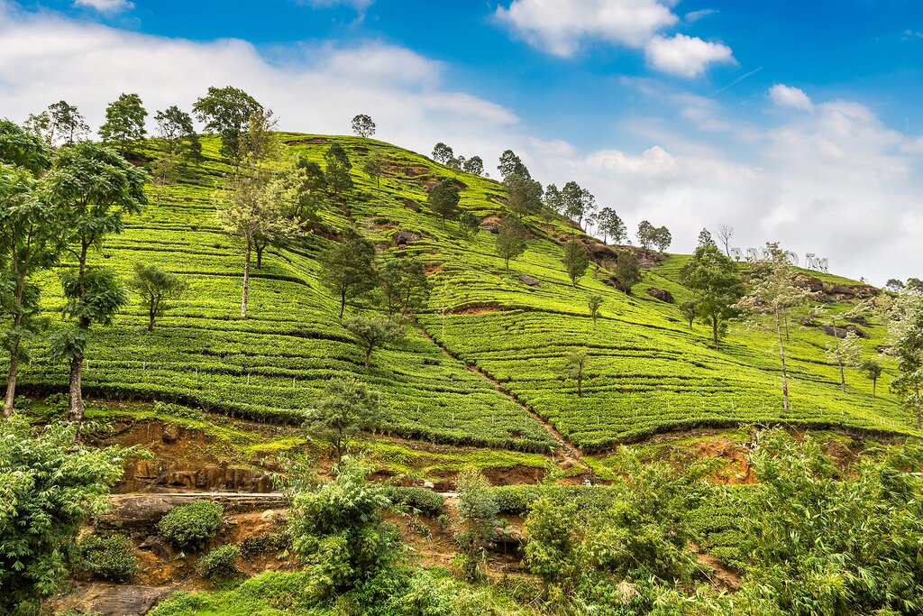 Sri Lanka coastal landscapes and tea plantations