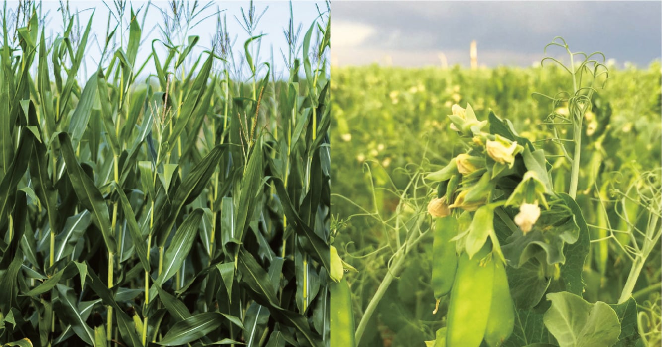 plant based starch sources in natural fields