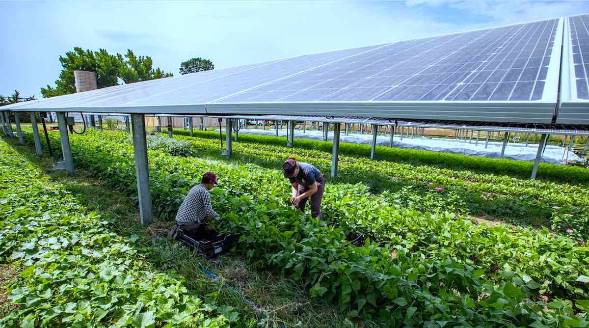 renewable energy agrivoltaics farmland