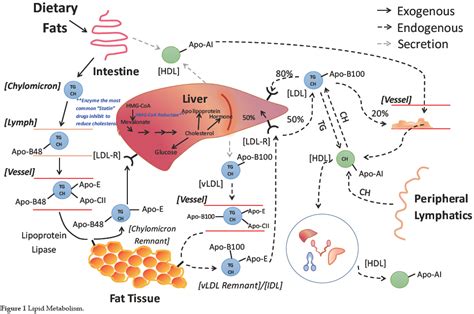 stearoylethanolamide molecule lipid metabolism
