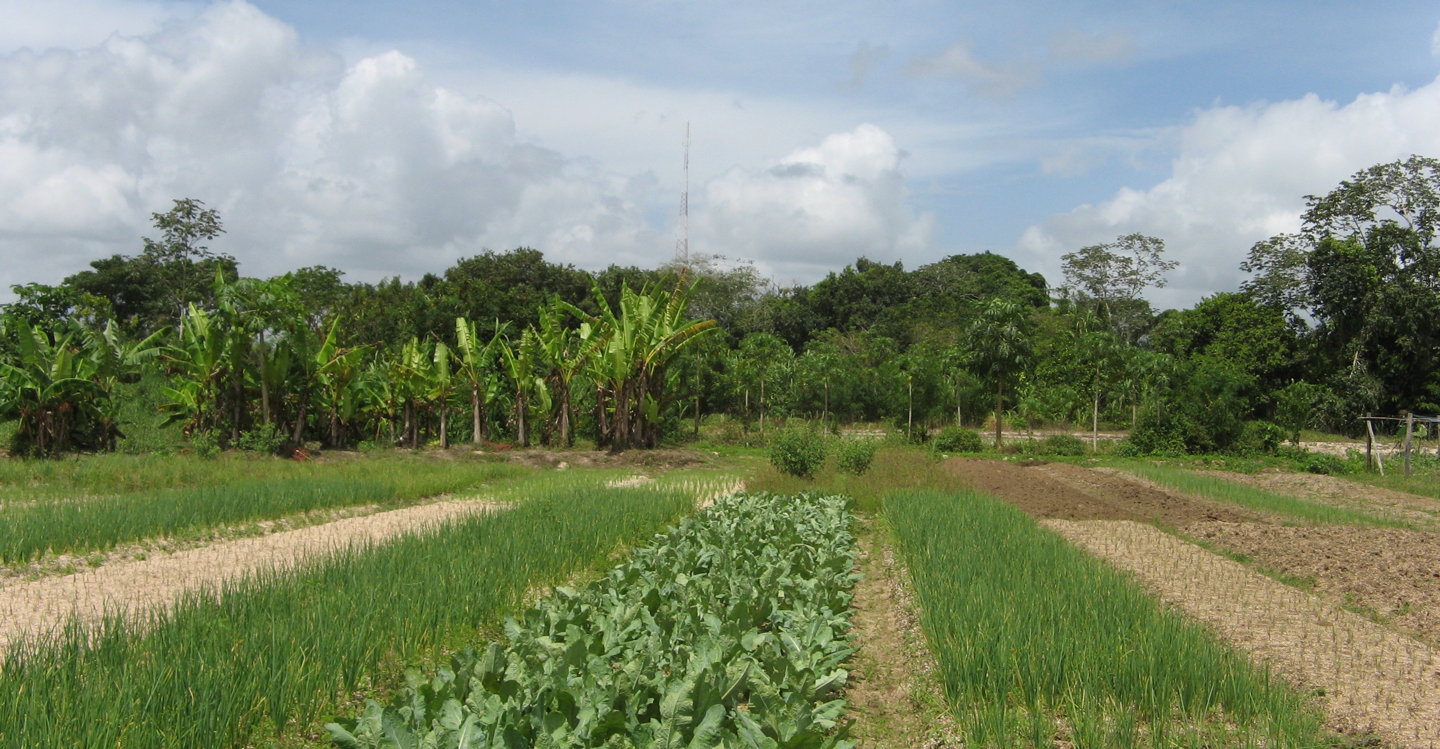 landscape of agricultural community in Suriname