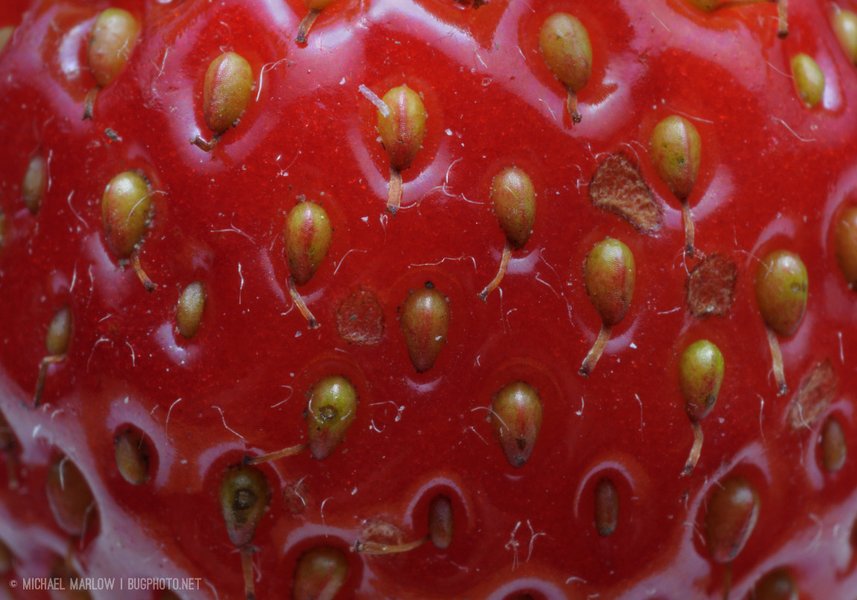 strawberry field closeup