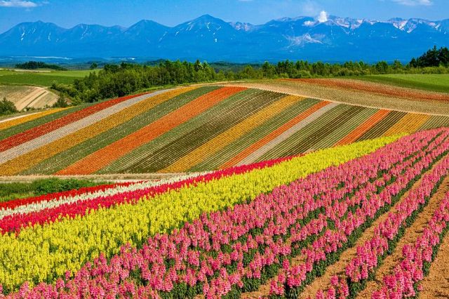 hokkaido summer landscape scenery