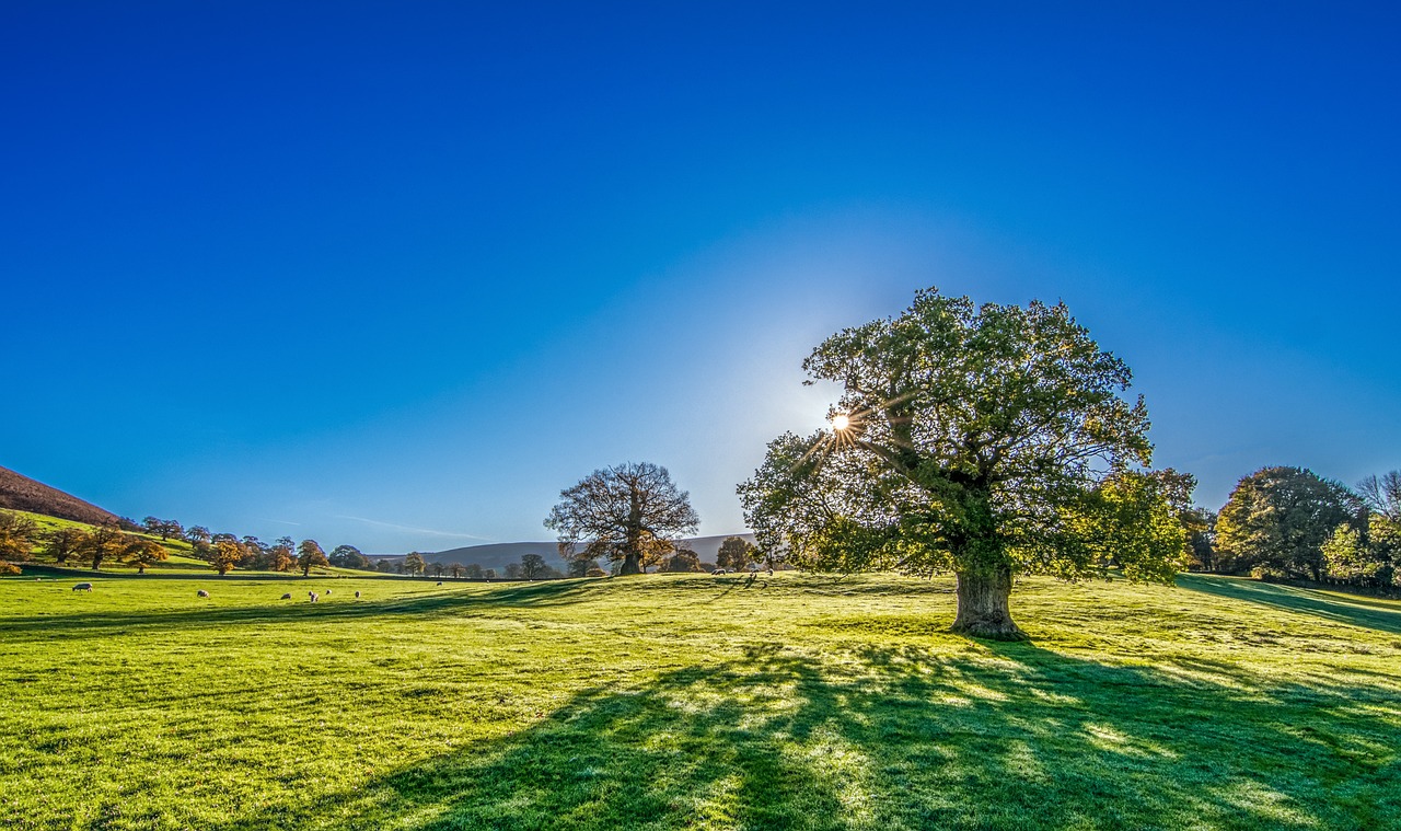 summer landscape educational setting
