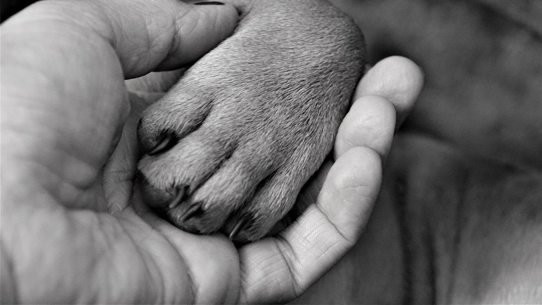 A person finding comfort with a dog, signifying support and memory