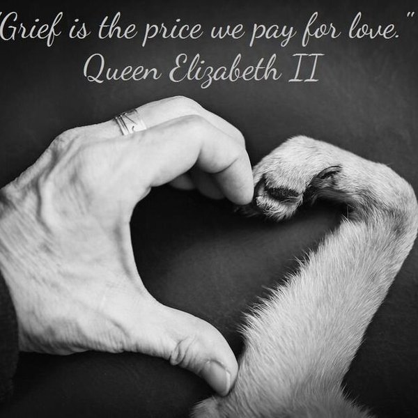 support-grieving-dog-loss-n092t75w