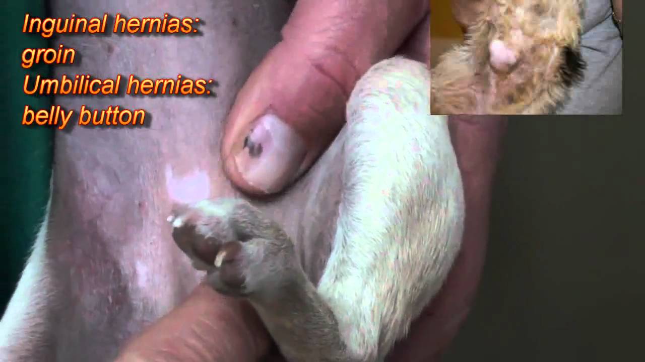chihuahua inguinal hernia surgical scene