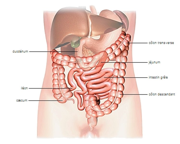 syndrome-intestin-irritable-comprendre-a030vil6