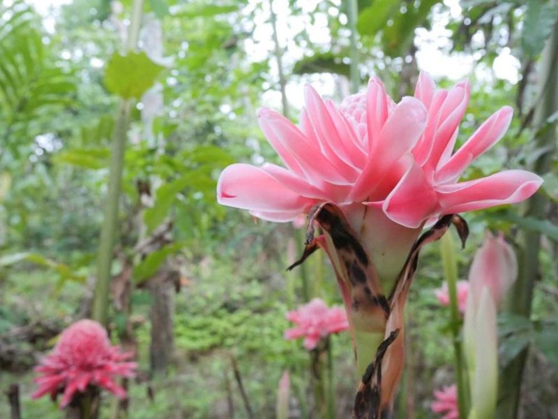 synthesizing-torch-ginger-information-9l3x0u58