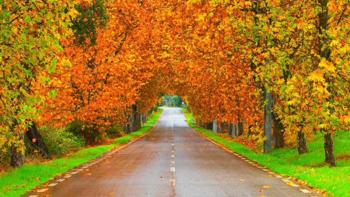 European forest path, autumn scenery with refugees