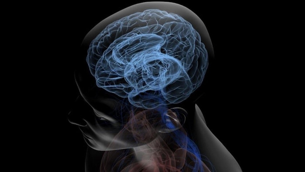 Représentation du cerveau humain, symbolisant le vieillissement et l'impact sur les cellules immunitaires.