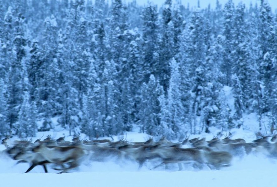 A caribou with large antlers standing in a snowy Taiga environment.