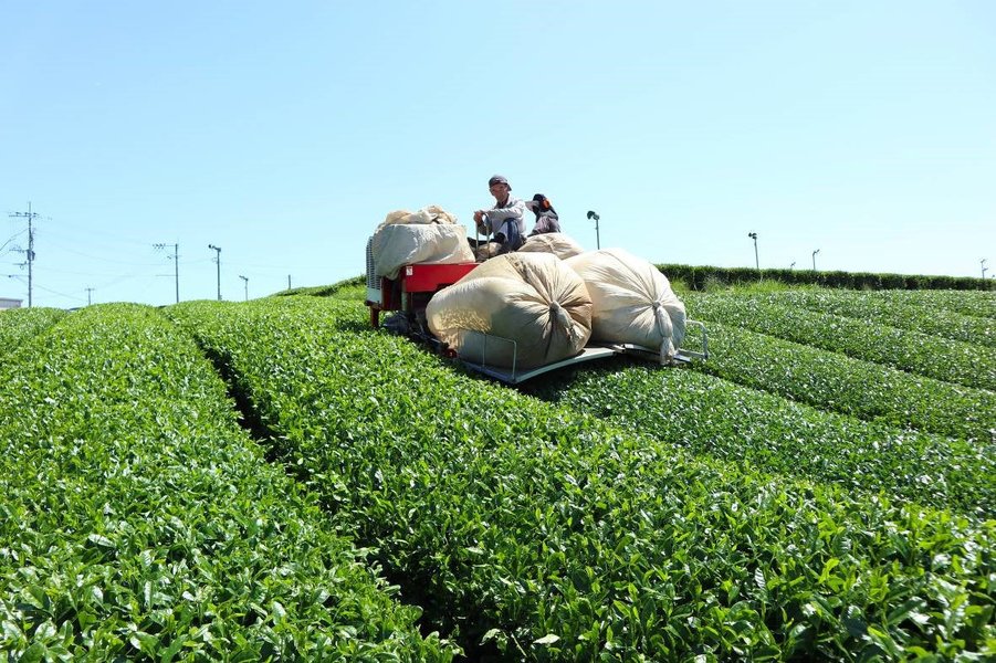 tea picking green tea