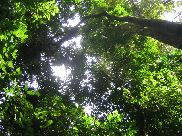 forest canopy sunlight trees