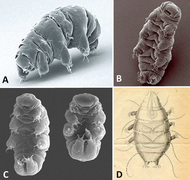 Close-up of a tardigrade showing its segmented body and claws