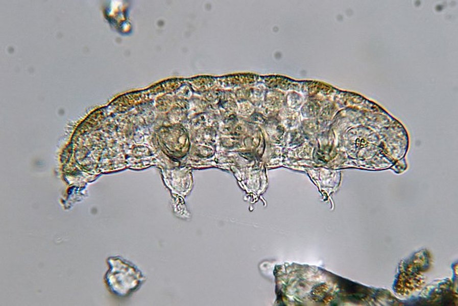 Tardigrade in moss