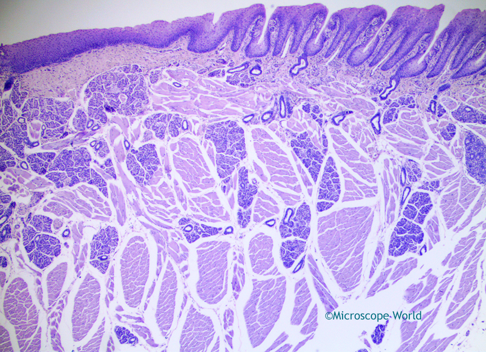 taste receptors microscope