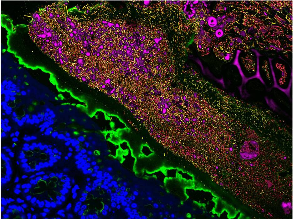 diverse microbial community microscope