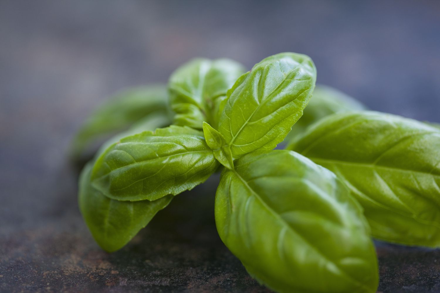 close up of basil leaves and lab equipment