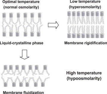 cell membrane fluidity temperature experiment