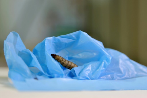 laboratory experiment with insects degrading plastic