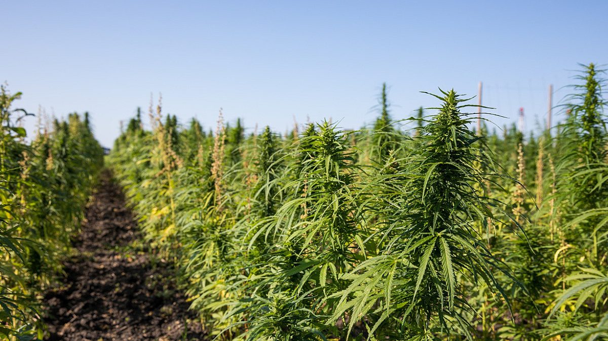 hemp fields and legal documents