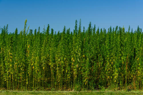 cannabis plant field
