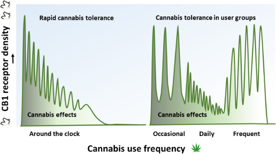 cannabis tolerance chart
