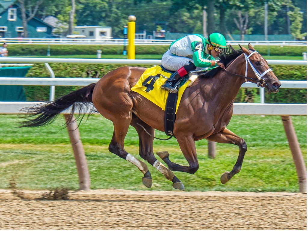 racehorses, breeding stallion and mare, thoroughbred track, racing horses