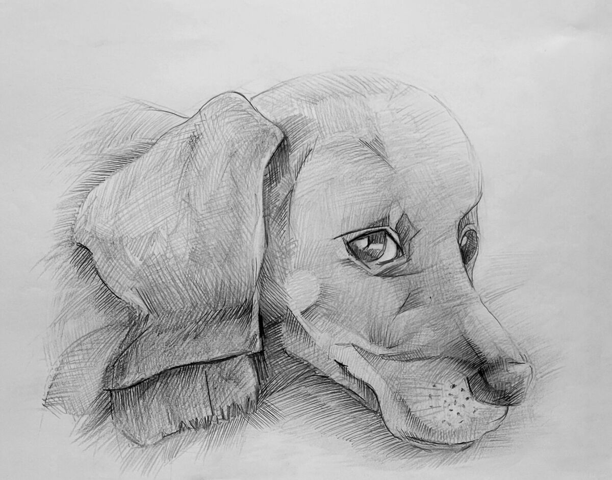 dog drawing on paper