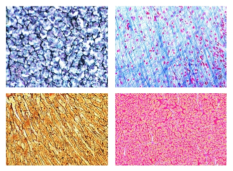 Ithy - Comprehensive Guide to Tissue Processing for Microscopic Analysis