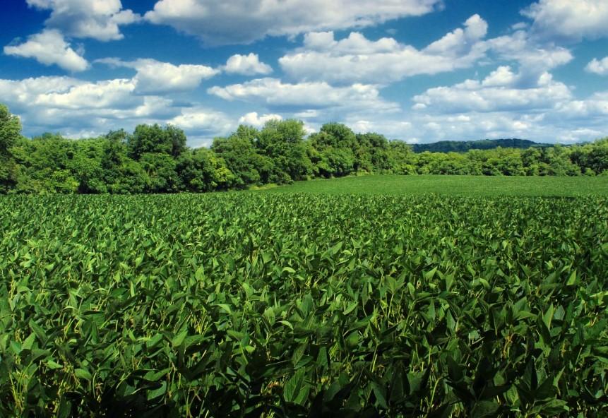 plantas de abono verde en campo