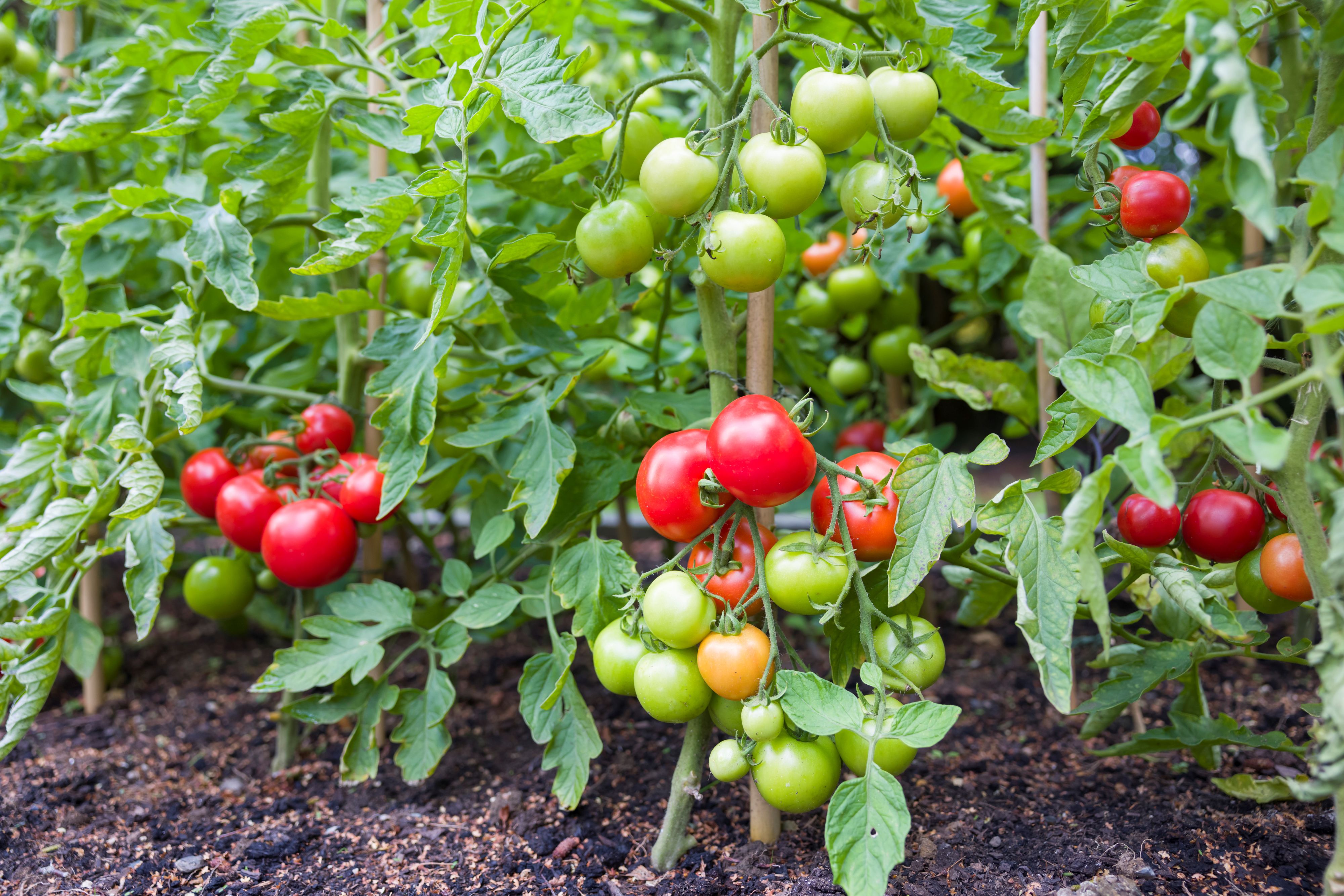 tomato seeds compost organic garden