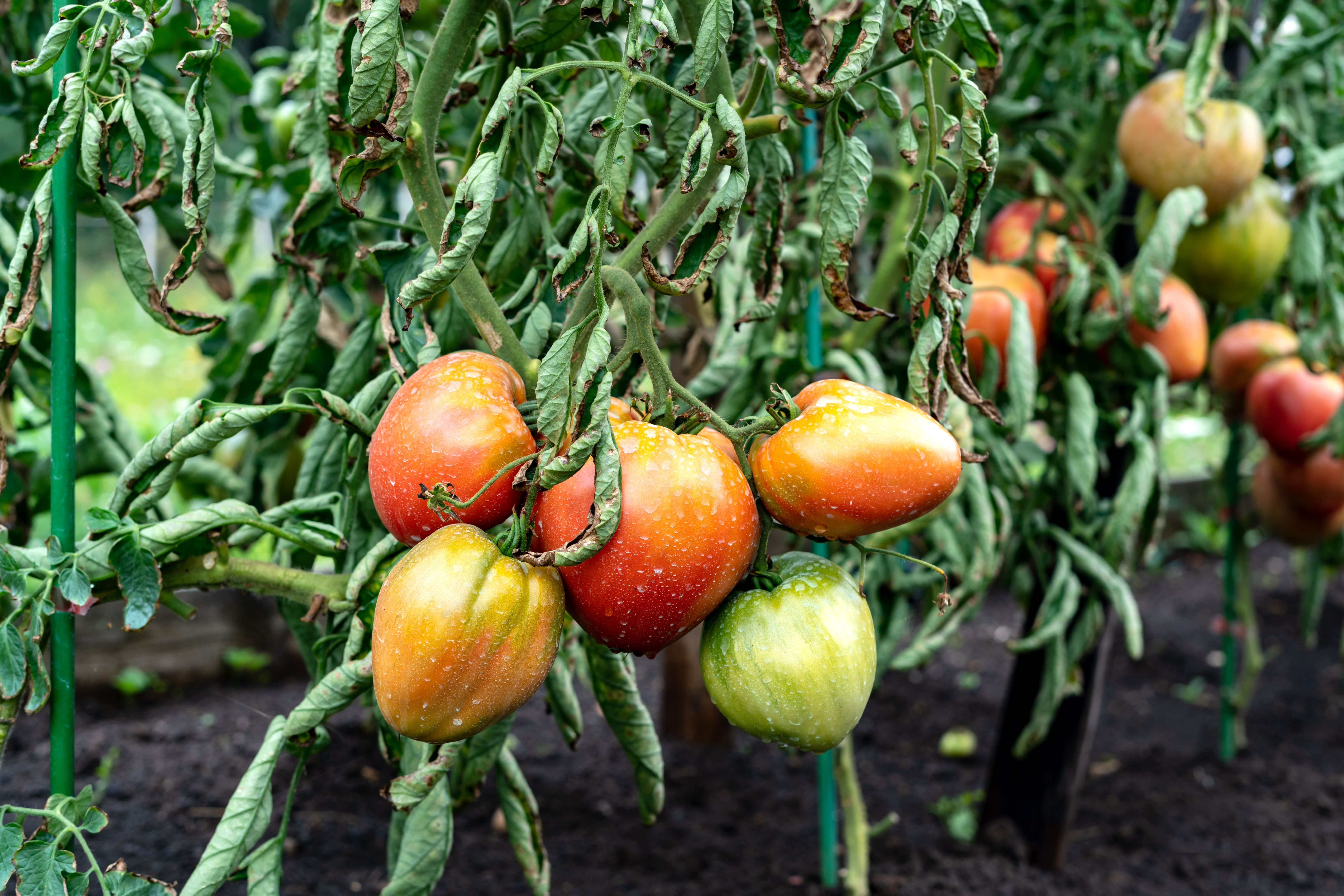 tomato field under water stress
