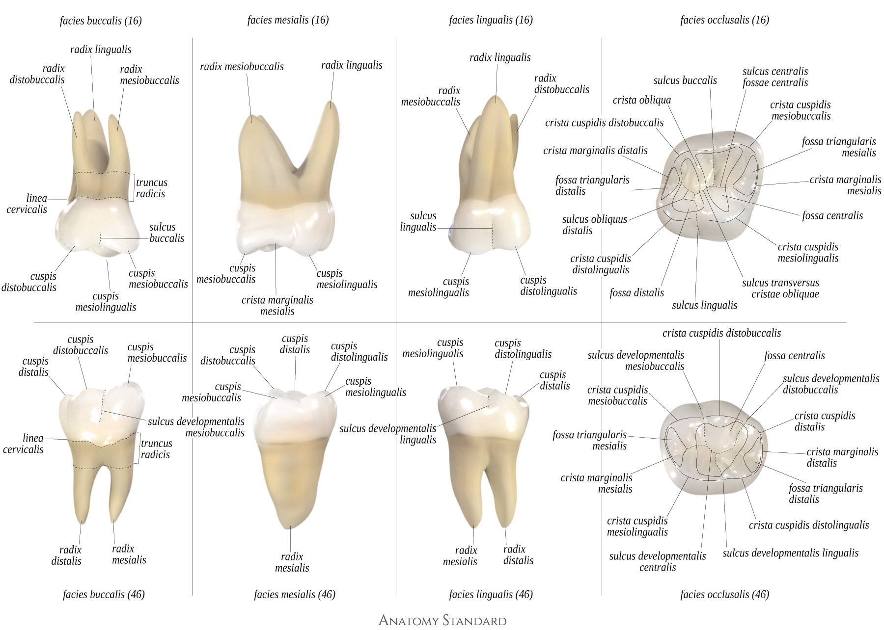upper first molar anatomy