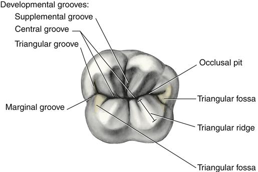 posterior tooth anatomy