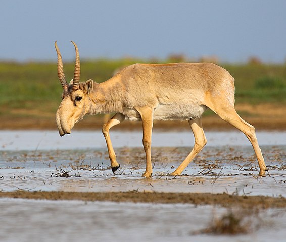 strange animals nature