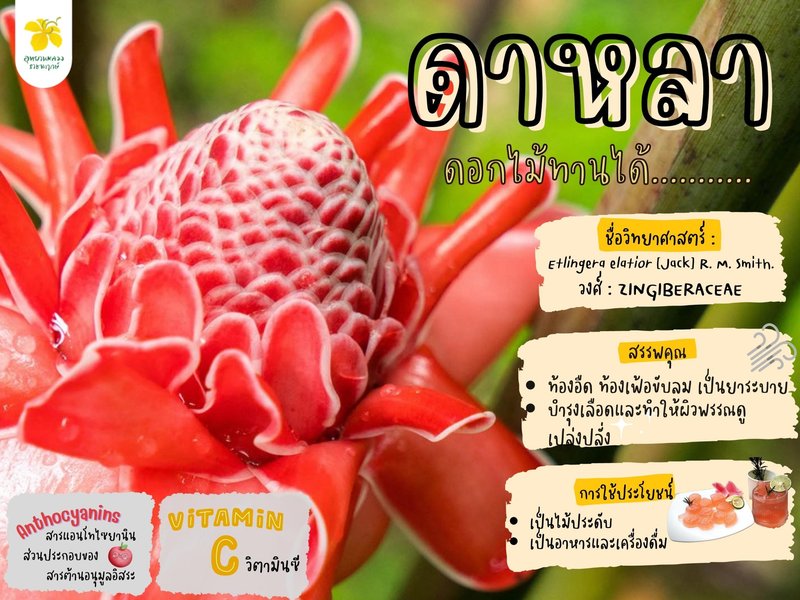 torch-ginger-dahla-synthesis-8fy64e3j