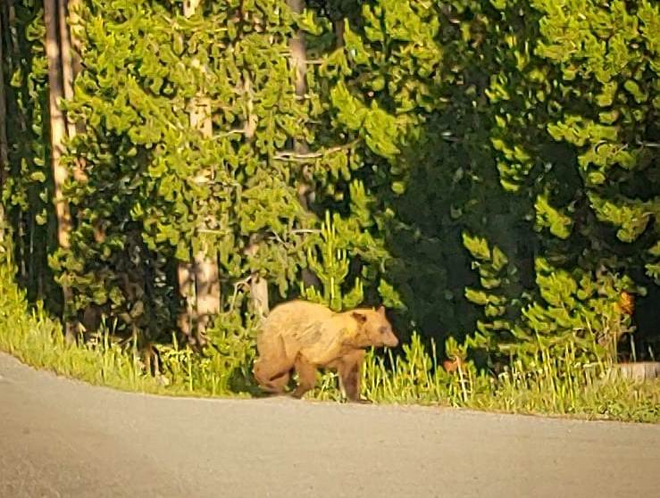 roadside wildlife scenery