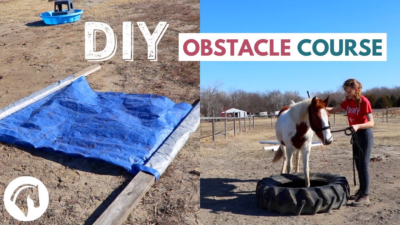 young horse training outdoors