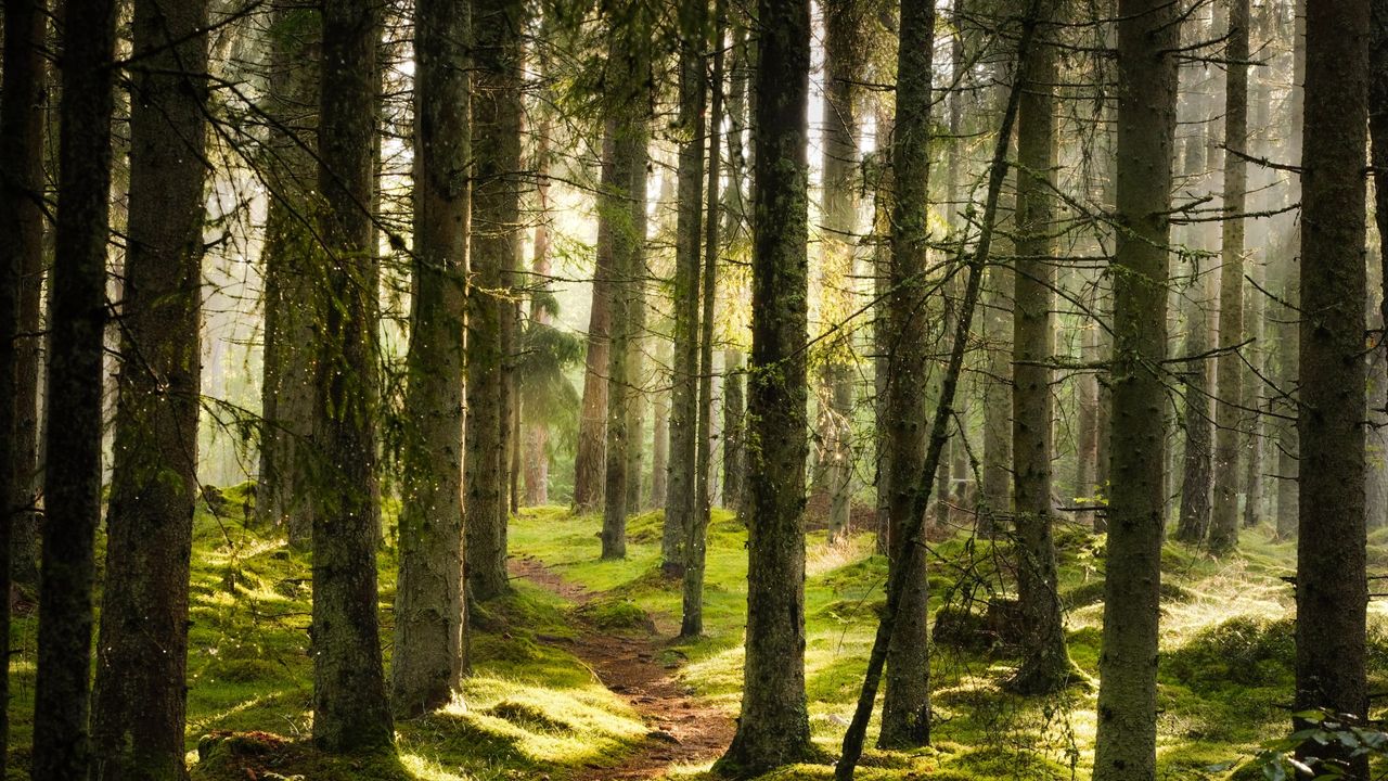transparent wood composite material in natural forest
