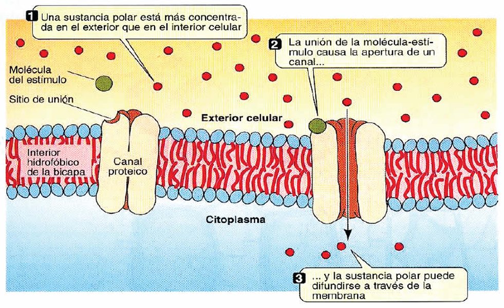 Transporte facilitado por proteínas