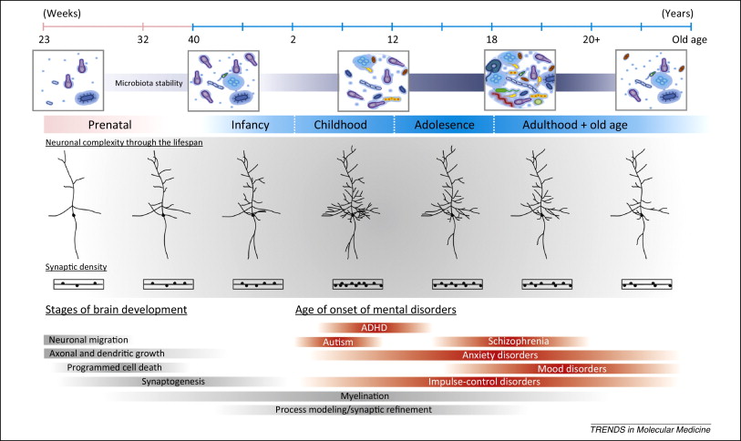neurodevelopmental brain research