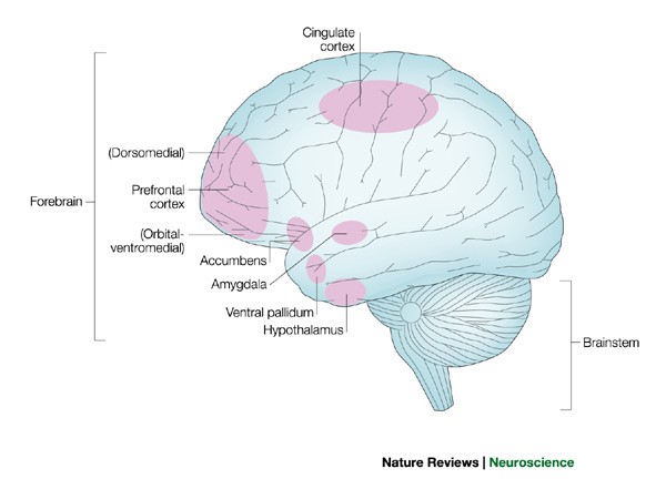 brain structure nature