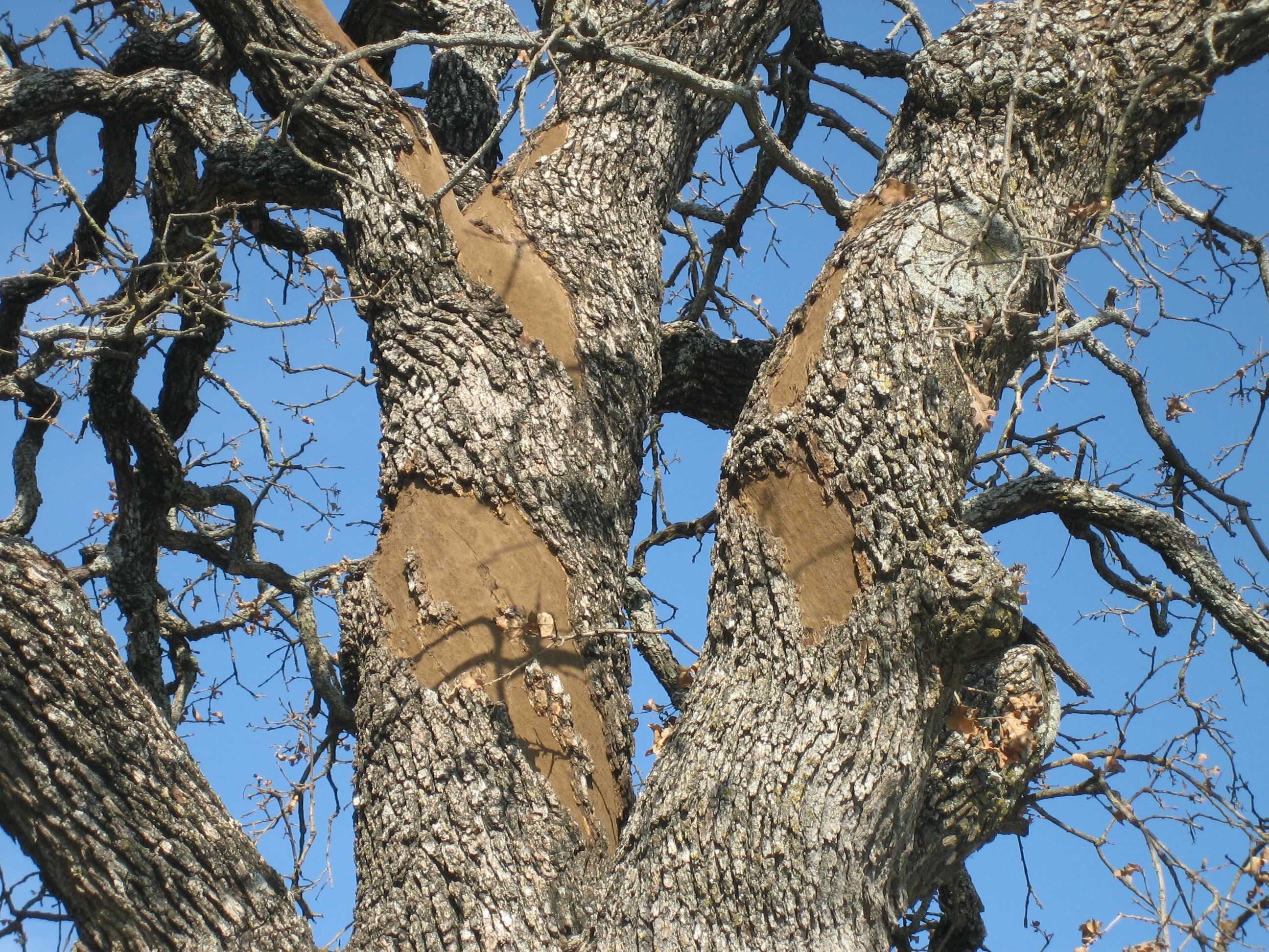 trees forest disease management
